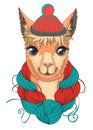 Lama in a knitted hat. Vector illustration.