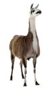 Lama - Lama glama Royalty Free Stock Photo