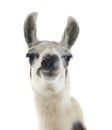 Lama - Lama glama Royalty Free Stock Photo