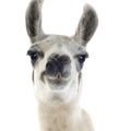 Lama - Lama glama Royalty Free Stock Photo