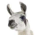 Lama - Lama glama Royalty Free Stock Photo