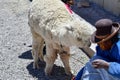 Domestic llama Lama glama in the Altiplano- Peru 149