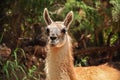 Lama Llama looking towards the camera, Peru on a summer day. Royalty Free Stock Photo