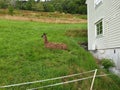 Lama Llama near to Thai Temple in Utne Norway Royalty Free Stock Photo