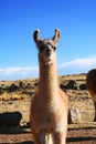 Lama llama in Puno, Peru