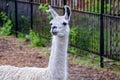 Lama with a long neck on the background of the fence in the zoo