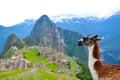 Lama looking at Machu Picchu Peru