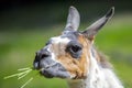 Lama looks into the camera and eats grass. Close-up portrait of a llama chewing grass. Royalty Free Stock Photo
