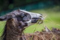 Lama looks into the camera and eats grass. Close-up portrait of a llama chewing grass Royalty Free Stock Photo