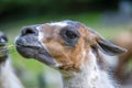 Lama looks into the camera and eats grass. Close-up portrait of a llama chewing grass. Royalty Free Stock Photo