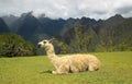 Lama in Macchu Picchu, Peru, South America Royalty Free Stock Photo