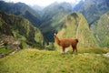 Lama in Macchu Picchu, Peru, South America Royalty Free Stock Photo