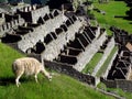 Lama in Machu Picchu in Andes mountains, Peru, South America Royalty Free Stock Photo