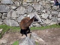 Lama in Machu Picchu in Andes mountains, Peru, South America Royalty Free Stock Photo