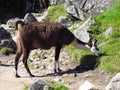 Lama in Machu Picchu in Andes mountains, Peru, South America Royalty Free Stock Photo