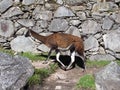 Lama in Machu Picchu in Andes mountains, Peru, South America Royalty Free Stock Photo