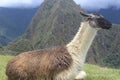 Lama Machu Picchu.