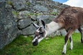 Lama at Machu Picchu, Incas ruins in the peruvian Andes at Cuzco Peru Royalty Free Stock Photo