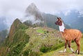 Lama in Machu Picchu , Peru.