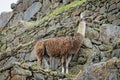 Lama in Machu Picchu in Peru Royalty Free Stock Photo