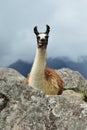 Lama Machu Picchu In Peru