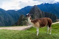 Lama at Machu Picchu ruins Royalty Free Stock Photo