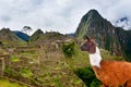 Lama in Machu Picchu , UNESCO World Heritage Site