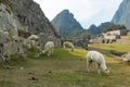 Lama in Machu Picchu