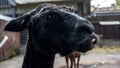 Lama in Moscow zoo