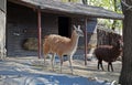 Lama in Moscow Zoo