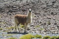 Lama on mountain stones