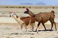 Lama in Mountains, Bolivia