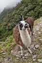 Lama in the mountains. On the Inca Trail to Machu Picchu. A awes Royalty Free Stock Photo