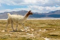 Lama or alpaca in the mountain valley