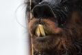 Lama with overbite undershot yellow teeth. Detail of llama muzzle