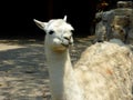 A lama pacos standing and thinking Royalty Free Stock Photo