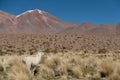 A lama by the pond on the Altiplano, Andes, Bolivia