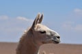 Lama portrait in Atacama Desert Chile South America