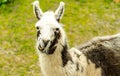 Lama portrait on green natural outdoor background. portrait of a llama. Royalty Free Stock Photo