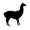 Lama profile black silhouette