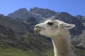Lama profile and Pyrenees Mountains Royalty Free Stock Photo