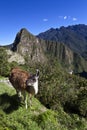 Lama and ruins of the lost Inca city Machu Picchu in Peru - South America Royalty Free Stock Photo