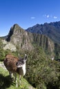 Lama and ruins of the lost Inca city Machu Picchu in Peru - South America Royalty Free Stock Photo