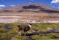 Lama on Santa de Ayes National Park in Bolivia