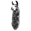 The head Lama sketch vector graphics