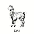 Lama standing side view. Ink black and white doodle drawing in woodcut  style. Royalty Free Stock Photo