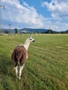 Lama on sunny day