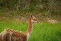 Lama vicugna is grazing in a pasture. Close-up portrait Royalty Free Stock Photo