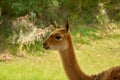 Lama vicugna is grazing in a pasture. Portrait of a female vicuna in profile Royalty Free Stock Photo