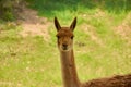 Lama vicugna is grazing in a pasture. Portrait of a female vicuna Royalty Free Stock Photo